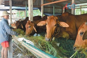 Thủ tục cho vay theo chương trình cho vay hộ gia đình sản xuất kinh doanh vùng khó khăn