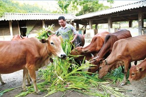 Hộ mới thoát nghèo có thêm niềm tin để vươn lên thoát nghèo bền vững