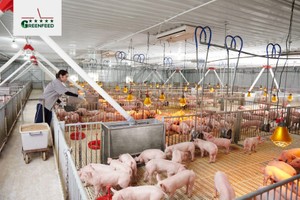 IFC hỗ trợ GREENFEED Việt Nam 1.000 tỷ đồng
