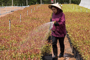 Đầu tư của ADB sẽ giúp cải thiện sinh kế của các công nhân trồng rừng và cộng đồng, tăng cường đa dạng sinh học và mang lại kết quả tích cực về khí hậu thông qua giảm khai thác gỗ rừng tự nhiên. Ảnh: New Forests