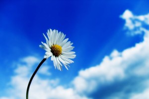 “Và con tim đã vui trở lại”