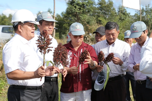 Ông Trần Đình Quyền (ngoài cùng bên trái) giới thiệu với lãnh đạo tỉnh Phú Yên về cây cao lương ngọt tại vùng trồng thực nghiệm
