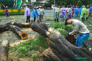 Công nhân vệ sinh môi trường đang cưa cây đổ, dọn dẹp vệ sinh trên phố Lý Thái Tổ, trước cửa trụ sở Ngân hàng Nhà nước Việt Nam sáng 8/9.
