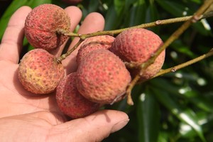 Đặc trưng của vải thiều Lục Ngạn là quả to tròn, vỏ chín có màu đỏ tươi, cùi vải dày, màu trắng trong, giòn, vị ngọt thanh và hạt nhỏ.