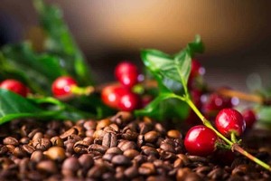 Tin thị trường hàng hoá ngày 13/2: Dầu giảm mạnh, cà phê Robusta lập kỷ lục mới 