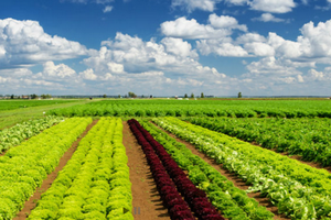 PAN dự kiến chia cổ tức 2016 15% bằng cổ phiếu