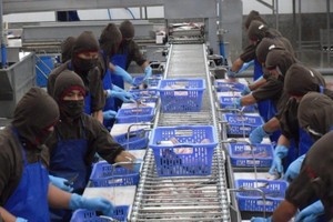 VHC đặt kế hoạch lợi nhuận 600 tỷ đồng trong năm 2017