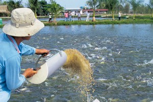 Vĩnh Hoàn và bài toán cá tra khi Trung Quốc đã vượt Mỹ thành thị trường lớn nhất