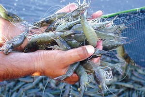 Thực phẩm Sao Ta (FMC) đạt 19,17 triệu USD doanh số tháng 3, tăng 32%