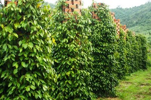 Ấn Độ xem xét có thể siết chặt tiêu chuẩn đối với hồ tiêu nhập khẩu từ Việt Nam