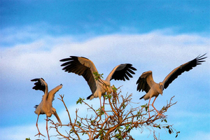 Những đàn chim sải cánh bay về tổ tạo nên bức tranh thiên nhiên sinh động cho rừng tràm (nguồn ảnh: Internet)