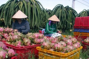 Những kỷ lục của ngành nông nghiệp Việt Nam