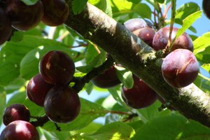 Mộc Châu mùa mận chín