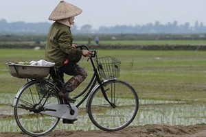 Sẽ sớm có quy định cụ thể về các phương thức tập trung, tích tụ đất nông nghiệp - (Ảnh minh hoạ)