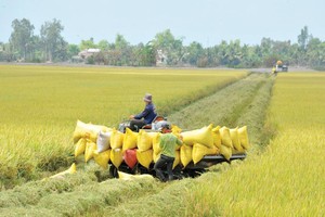 Thu hoạch lúa ở Đồng bằng sông Cửu Long. Ảnh: Gia Bảo