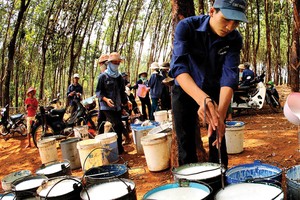 Giá cao su tự nhiên đang thiết lập vùng đỉnh mới trong nhiều năm, dao động quanh 232,5 JPY/kg.