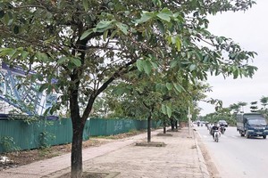 Khu đất Dự án Khu giáo dục Nguyễn Trãi được quây tôn kín, “treo” gần 15 năm nay.