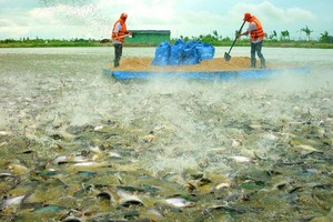 Lượng hàng tồn kho cá tra của Mỹ đã hết, kỳ vọng tích cực cho ngành thủy sản