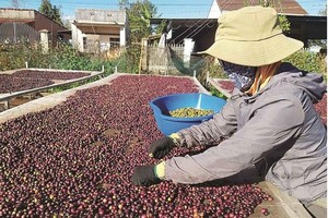 Ngành cà phê còn nhiều việc phải làm để đạt mục tiêu cán đích 6 tỷ USD kim ngạch xuất khẩu vào 2030.