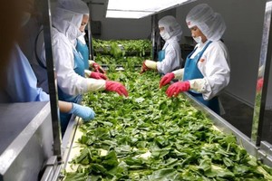 Tháng 1/2021, xuất khẩu rau quả đạt khoảng 260 triệu USD