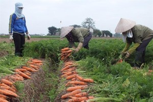 10 ngày qua, Hải Dương đã tiêu thụ được 75.000 tấn rau quả, 21.000 con lợn