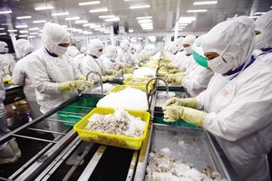 Xuất khẩu quý I tăng 22% so với cùng kỳ. Trong ảnh: Chế biến tôm xuất khẩu tại Công ty Cafatex (Hậu Giang). Ảnh: Đ.T