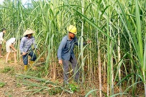 Doanh nghiệp mía đường vẫn còn trầy trật