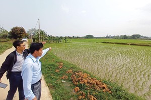 Môi giới dẫn phóng viên đi bán… ruộng lúa ở Thạch Thất. Ảnh: Dũng Minh