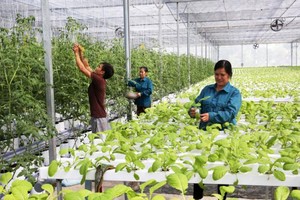 Hoàn thiện Kế hoạch phát triển kinh tế tập thể, hợp tác xã