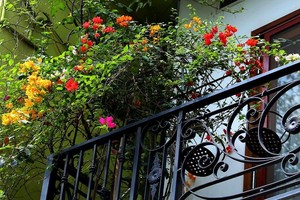 Hà Nội dịu dàng, lãng mạn mùa hoa giấy