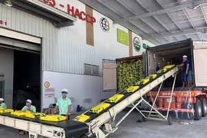 Mặt hàng gạo của Việt Nam đang có lợi thế cạnh tranh tại thị trường Ba Lan nhờ chất lượng và ưu đãi từ EVFTA.