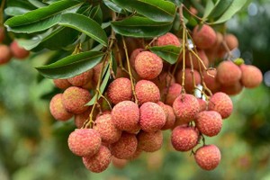 Thủ tướng chỉ đạo tháo gỡ khó khăn tiêu thụ nông sản cho Bắc Giang