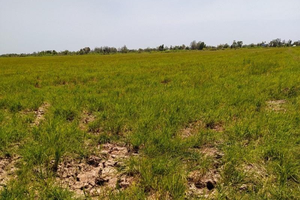 Do ảnh hưởng của hạn, mặn, nhiều tỉnh ven biển vùng Đồng bằng sông Cửu Long bị thiếu nước ngọt dùng cho sinh hoạt trong mùa khô