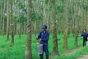 Các doanh nghiệp đều tăng mạnh doanh thu nhưng còn nhiều việc cần làm để đi đường dài và phát triển bền vững.