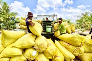 Ngân hàng Nhà nước chỉ đạo đẩy mạnh cho vay thu mua, kinh doanh thóc, gạo