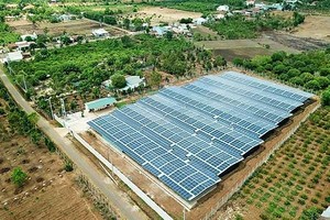 Hàng ngàn tấm pin năng lượng mặt trời “mọc” lên như nấm sau mưa trên đất nông nghiệp. Ảnh: Nhiệt Băng