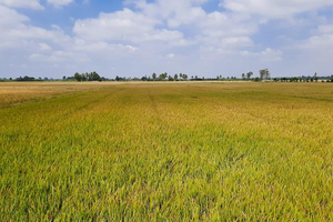 Long An được phép chuyển 142,61 ha đất trồng lúa sang đất phi nông nghiệp để làm cụm công nghiệp