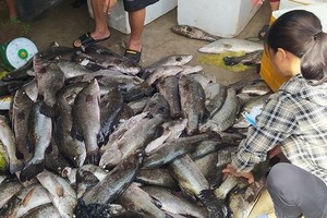 Người dân xót xa khi cá lồng chết hàng loạt