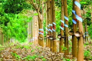 Cao su Phước Hòa có diện tích vườn cao su lên đến hơn 15.000 ha.