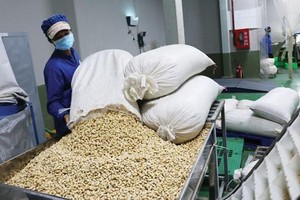 Nhập khẩu hạt điều từ Campuchia về Việt Nam tăng bất thường, Hải quan tăng cường kiểm tra để tránh gian lận xuất xứ và trốn thuế.