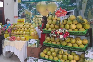 Mặc dù đã vào vụ thu hoạch nhưng vựa bưởi Phúc Trạch tại Hương Khê, Hà Tĩnh gặp khó bởi các thị trường tiêu thụ phải tuân thủ nghiêm ngặt chỉ thị chống dịch Covid-19.