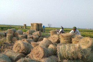 Tận dụng rơm cho bò ăn, mỗi năm, một hộ chăn nuôi ở huyện Ba Vì (Hà Nội) có thể tiết kiệm 200 triệu đồng. (Ảnh: Nguyễn Nga)