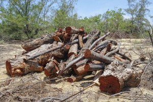 Người dân phản ánh đến chính quyền việc nhiều hecta rừng phi lao phòng hộ bị “cưa nhầm” khi thi công dự án. Ảnh T.Đ