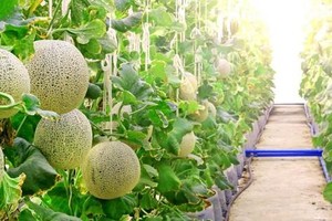 Hiện tại, có 11 dự án đầu tư vào Khu nông nghiệp ứng dụng công nghệ cao, với tổng vốn đăng ký đầu tư gần 750 tỷ đồng, trên diện tích 195,56 ha.