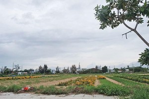 Hạ tầng “chắp vá”, nhiều dự án tại Khu đô thị mới Điện Nam - Điện Ngọc biến thành nơi trồng rau, trồng hoa