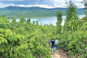 Nhà đầu tư đi săn đất nông nghiệp ở Lâm Đồng. Ảnh: Lê Toàn