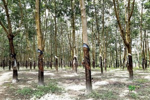 Nhiều doanh nghiệp cao su tự nhiên có kế hoạch chuyển đổi đất trồng cao su thành đất công nghiệp. Ảnh: Thành Nguyễn