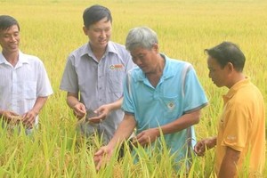 Tính đến cuối quý III/2021, Lộc Trời có quy mô tổng tài sản 8.143,9 tỷ đồng, tăng 17,7% so với đầu năm.