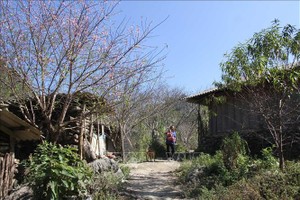 Trong vườn nhà dân, khuôn viên các trường học, công sở... những gốc đào đá nhiều năm tuổi đã bung hoa đỏ rực, dù gần 2 tháng nữa mới đến Tết Nguyên đán.