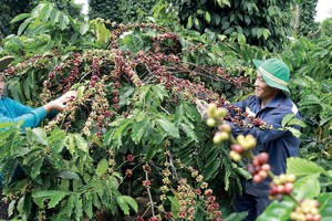 Nestlé và hành trình nông nghiệp tái sinh để ứng phó với biến đổi khí hậu